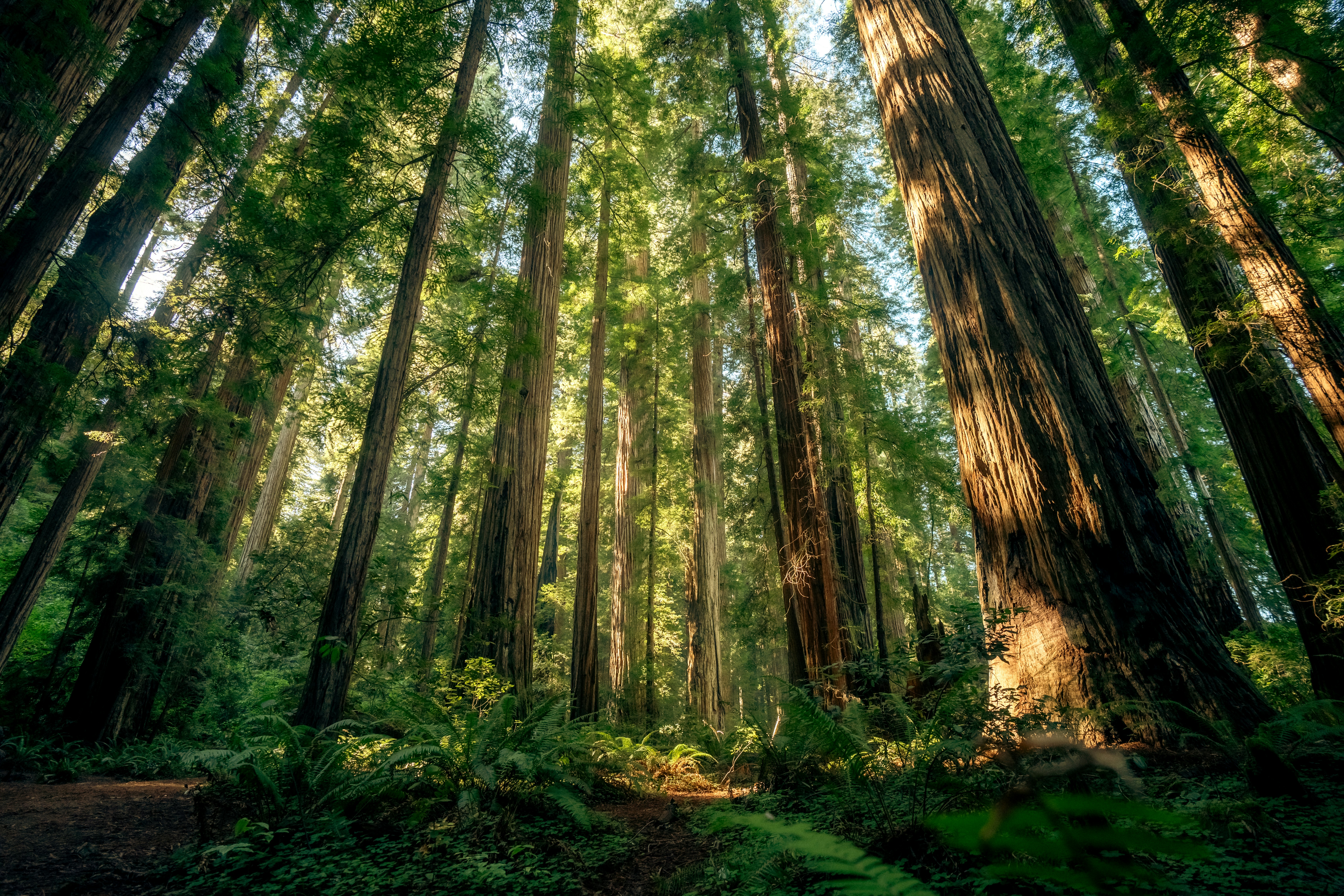 A California redwood forest scene